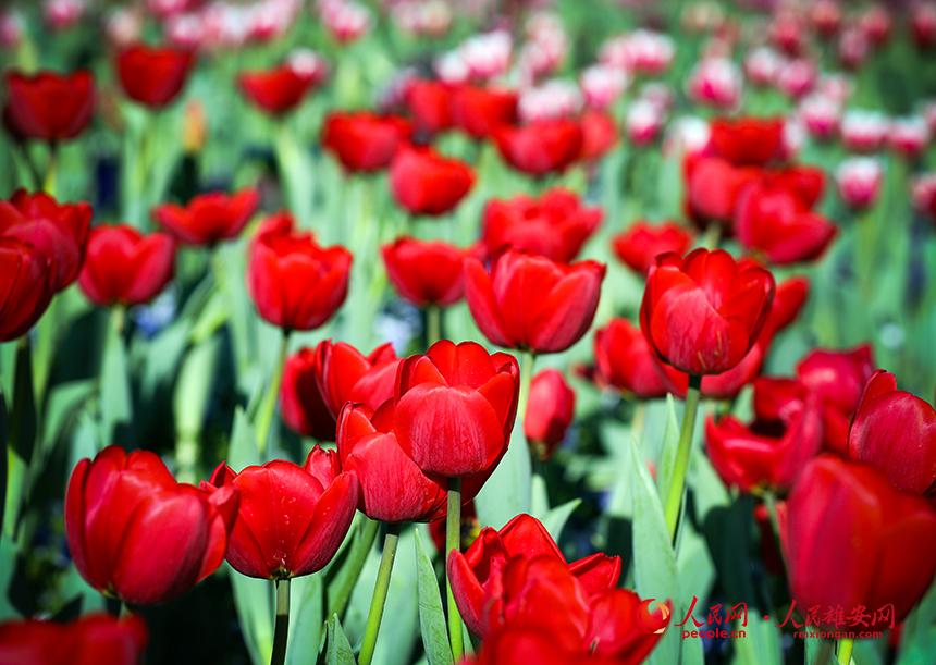 雄安悅?cè)莨珗@郁金香盛放。人民網(wǎng)宋燁文攝