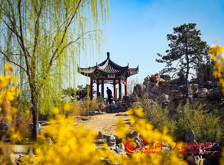 雄安郊野公園內(nèi)迎春花開，柳樹抽芽。人民網(wǎng)宋燁文攝
