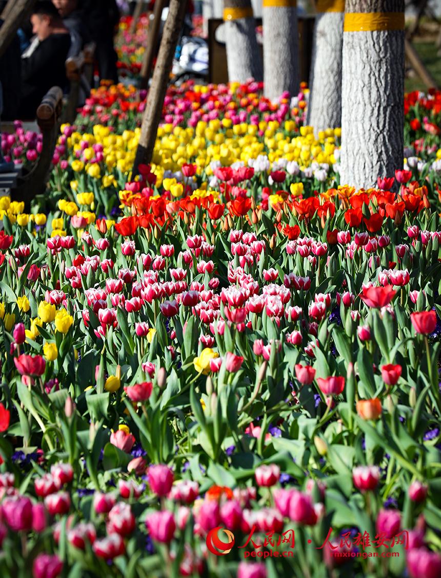 雄安悅?cè)莨珗@郁金香盛放。人民網(wǎng)宋燁文攝