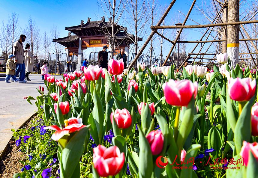 雄安悅?cè)莨珗@郁金香盛放，吸引了眾多游客前來踏青賞花。人民網(wǎng)宋燁文攝