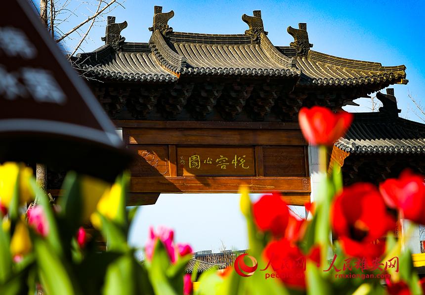 雄安悅?cè)莨珗@郁金香盛放。人民網(wǎng)宋燁文攝