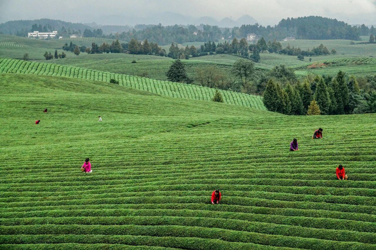 貴州省遵義市湄潭縣永興茶海。攝影 楊良強(qiáng).jpg