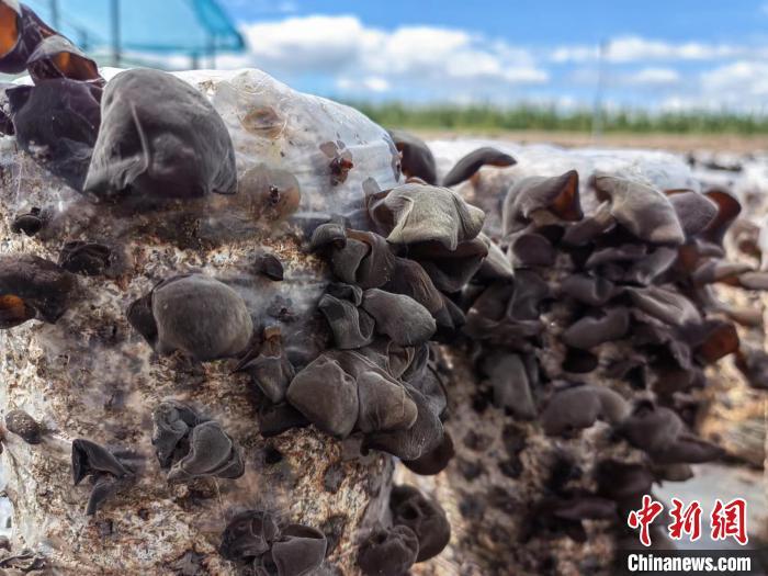 圖為阿榮旗的黑木耳。(資料圖) 謝宏秀供圖