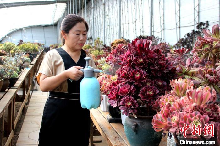 郭雪蘋對(duì)多肉進(jìn)行日常管護(hù)。　周永 攝